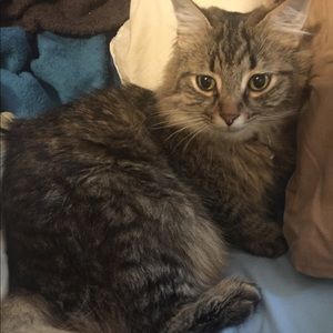 Meet your Posher, Sam